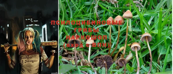 PSILOCYBIN Армянск